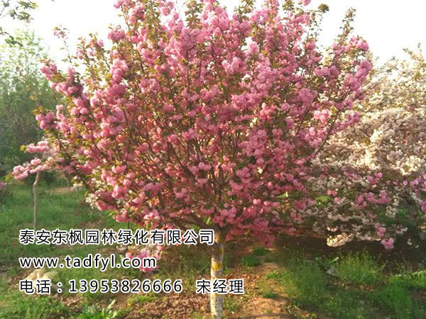 樱花树
