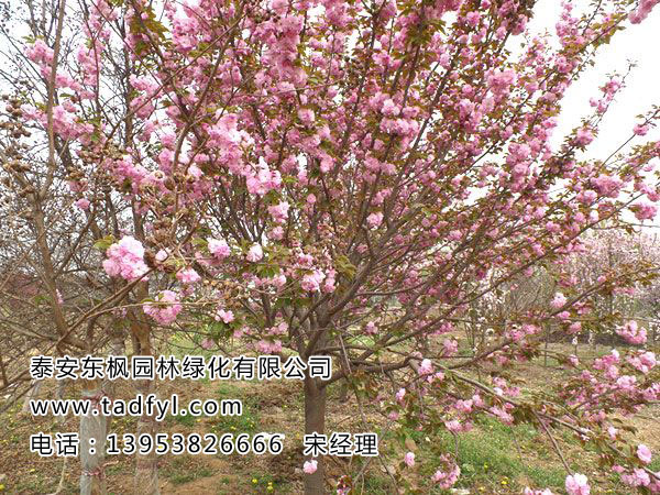 樱花树