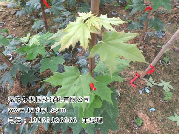 绿柱黄金枫