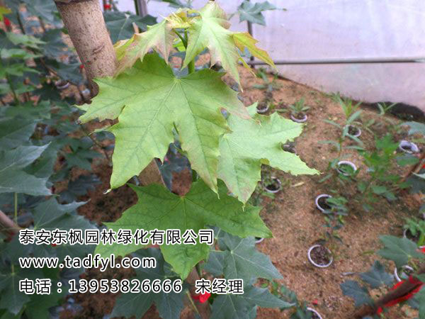 绿宝石皇后黄金枫