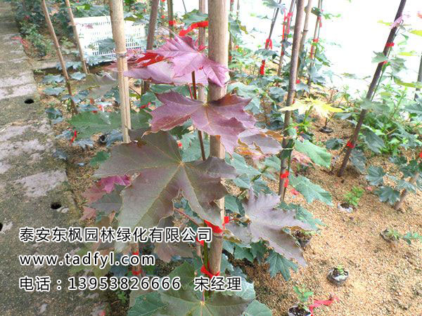 狄波拉黄金枫