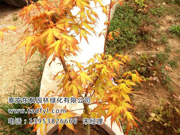 橙之梦黄金枫