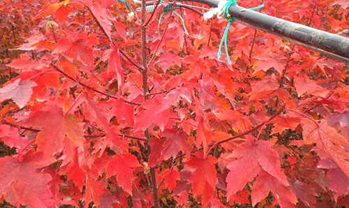 美国红点红枫苗的黄叶的缘由