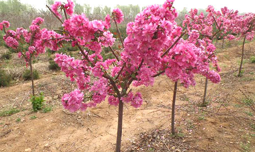垂丝海棠嫁接后管理