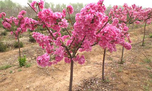 垂丝海棠嫁接后管理