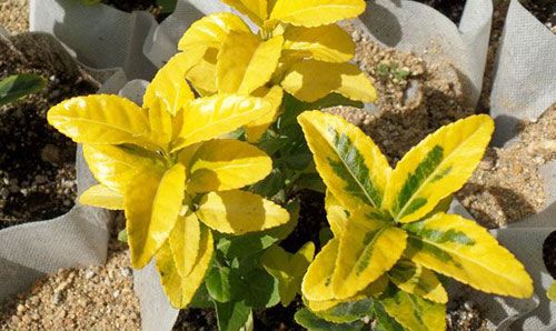 彩叶苗木中的佼佼者金冠黄杨