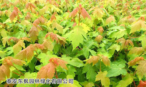 红枫秋火焰苗扦插的注意事项