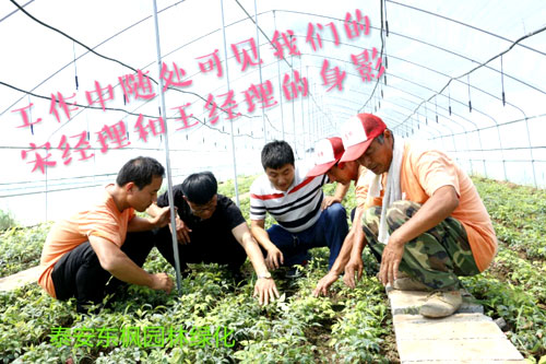 夏日来临，当你吹空调喊热的时候，让我带你一起走进东枫园林体验一下东枫人高温下工作不一样的夏日风采