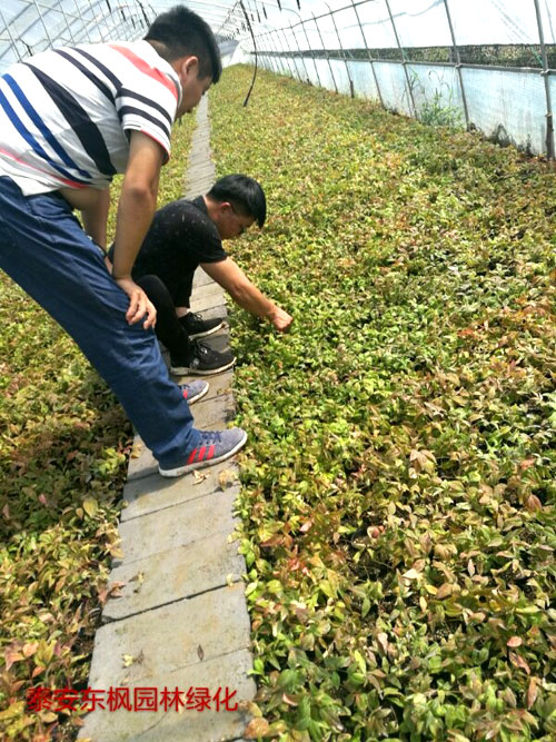 夏日来临，当你吹空调喊热的时候，让我带你一起走进东枫园林体验一下东枫人高温下工作不一样的夏日风采