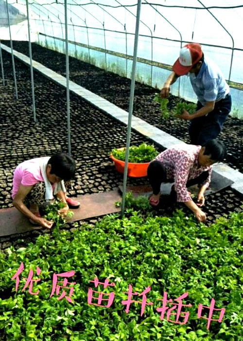 夏日来临，当你吹空调喊热的时候，让我带你一起走进东枫园林体验一下东枫人高温下工作不一样的夏日风采