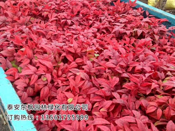 苗木种植土壤改良有哪些方法?