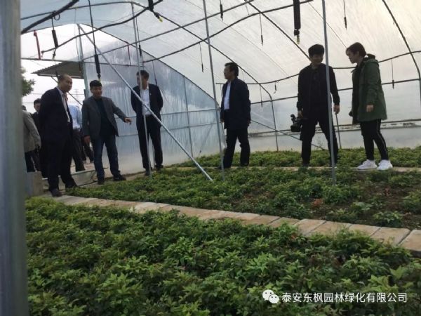 热烈欢迎肥城市市委书记及领导一行莅临泰安东枫园林参观指导