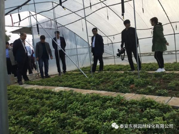 热烈欢迎肥城市市委书记及领导一行莅临泰安东枫园林参观指导