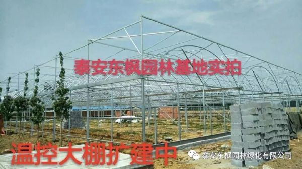 热烈欢迎肥城市市委书记及领导一行莅临泰安东枫园林参观指导