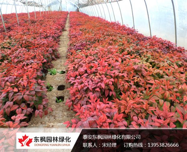 养护火焰南天竹注意事项