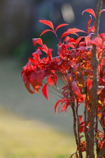 泰安东枫园林热销产品——火焰南天竹