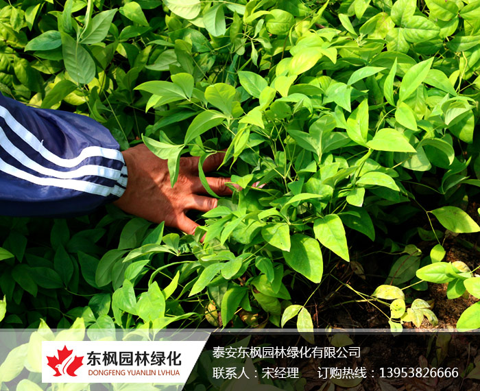 优质彩色地被植物——‘东方红’南天竹