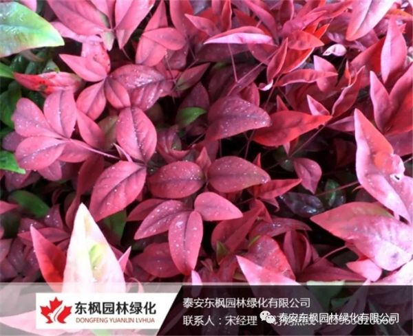 园林造景中的“网红”----火焰南天竹