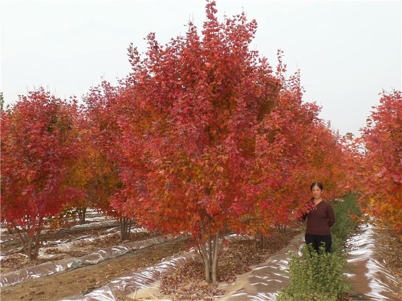 彩色苗木之王—美国红枫，还能红多久？