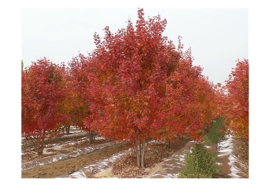 彩色苗木之王—美国红枫，还能红多久？