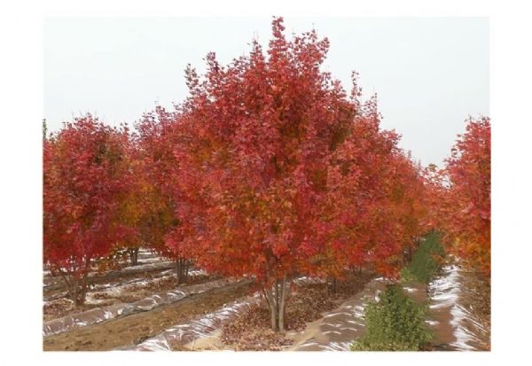 彩色苗木之王—美国红枫,还能红多久?