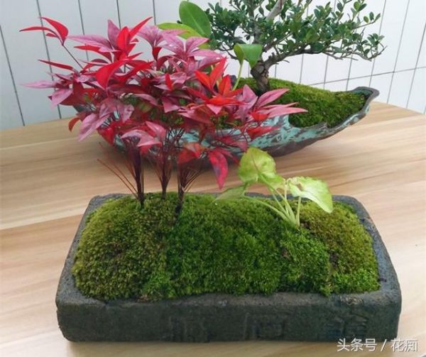 火焰南天竹入市以来热度不减，未来几年市场好！