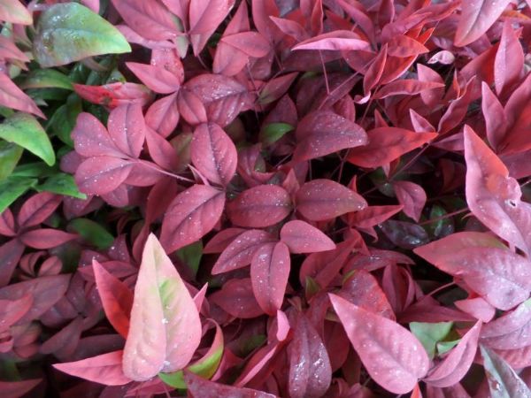 火焰南天竹入市以来热度不减，未来几年市场好！