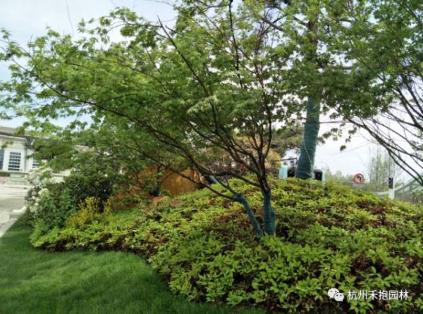 火焰南天竹入市以来热度不减，未来几年市场好！