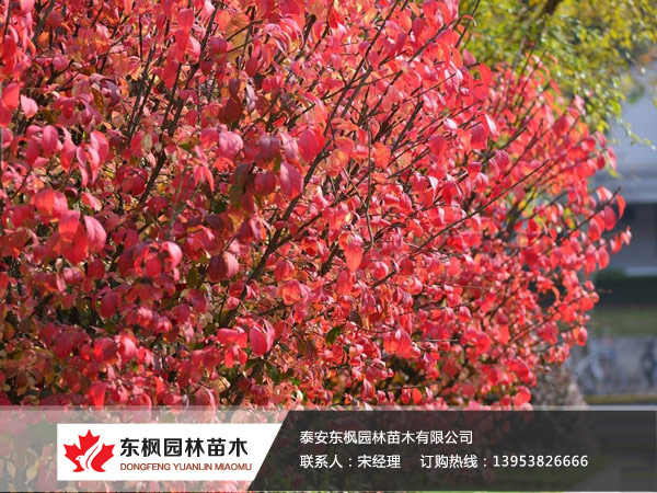 火焰卫矛