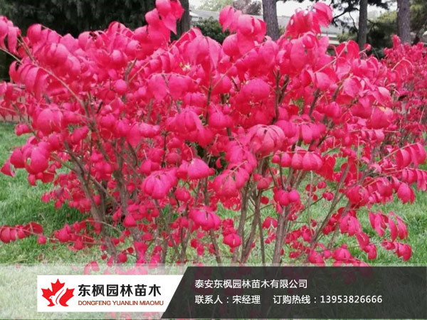 火焰卫矛