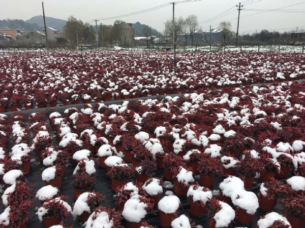 颠覆你想象的造园植物：火焰南天竹