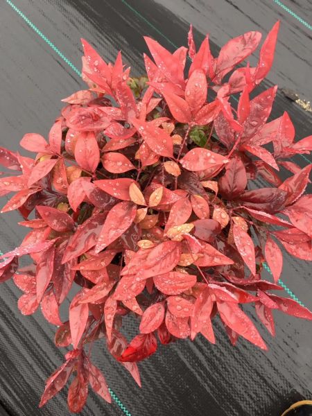 火焰南天竹正在逐渐“走红”……