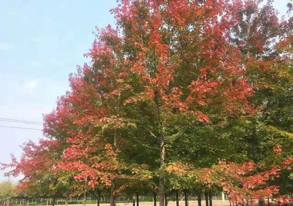 美国红点红枫再次引领红叶新潮