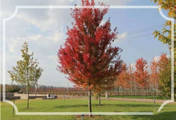 美国红点红枫再次引领红叶新潮