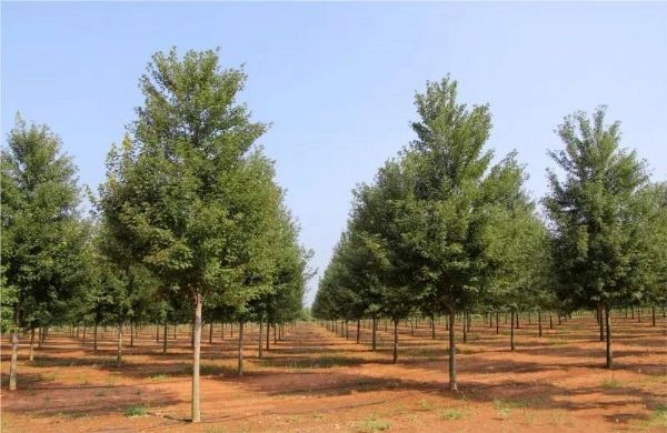 它,秋之娇子——美国红点红枫