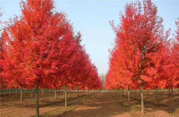 它,秋之娇子——美国红点红枫