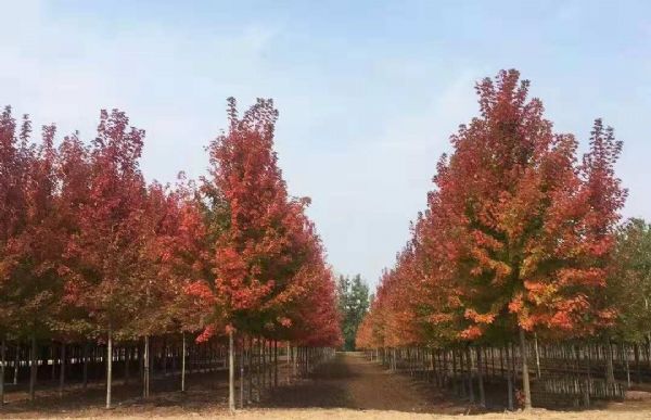 它,秋之娇子——美国红点红枫