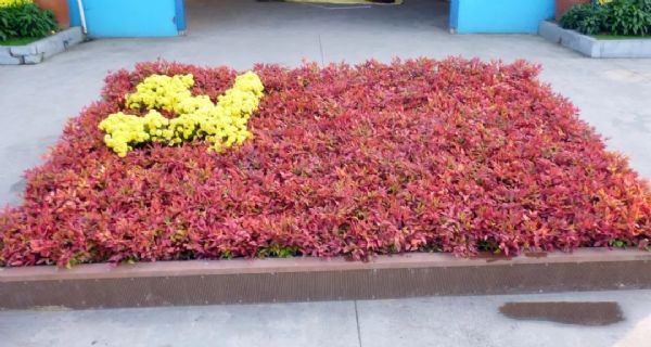 凌霜傲雪,夏透碧翠;近凝眸,红光潋艳,精神抖擞------火焰南天竹