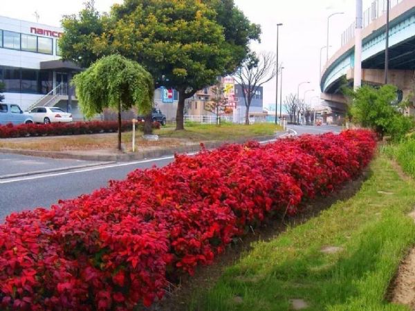 凌霜傲雪,夏透碧翠;近凝眸,红光潋艳,精神抖擞------火焰南天竹