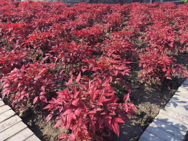 凌霜傲雪,夏透碧翠;近凝眸,红光潋艳,精神抖擞------火焰南天竹