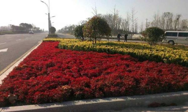 凌霜傲雪,夏透碧翠;近凝眸,红光潋艳,精神抖擞------火焰南天竹