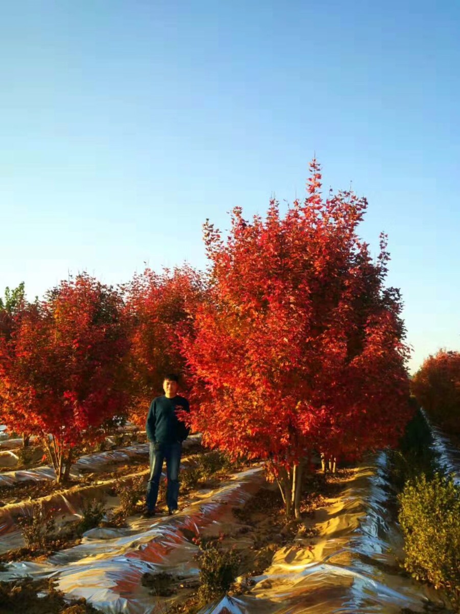 美国红枫家族中的 “ 劳斯莱斯 ” ---- 泰安 东枫 “ 丛生红点红枫 