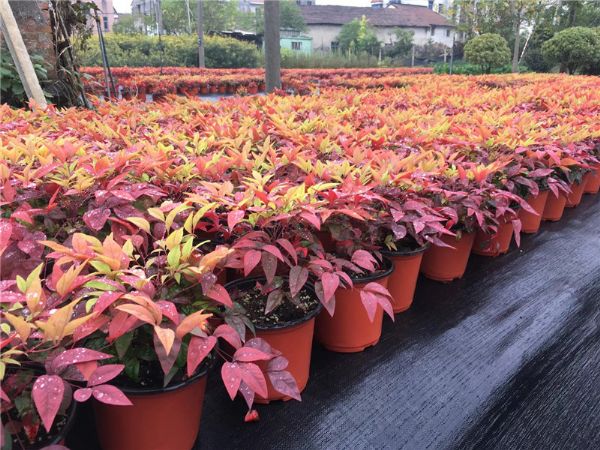 火焰南天竹|火焰卫矛|美国红点红枫|丛生红点红枫的特性------泰安东枫园林