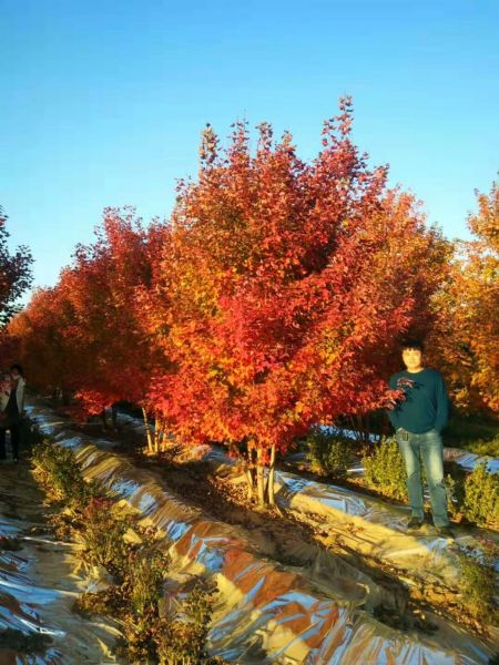 火焰南天竹|火焰卫矛|美国红点红枫|丛生红点红枫的特性------泰安东枫园林