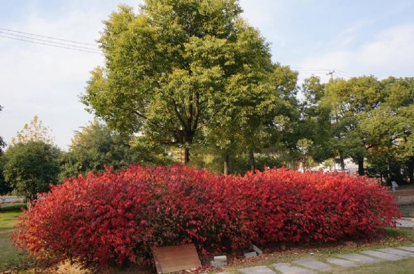 火焰南天竹|火焰卫矛|美国红点红枫|丛生红点红枫的特性------泰安东枫园林