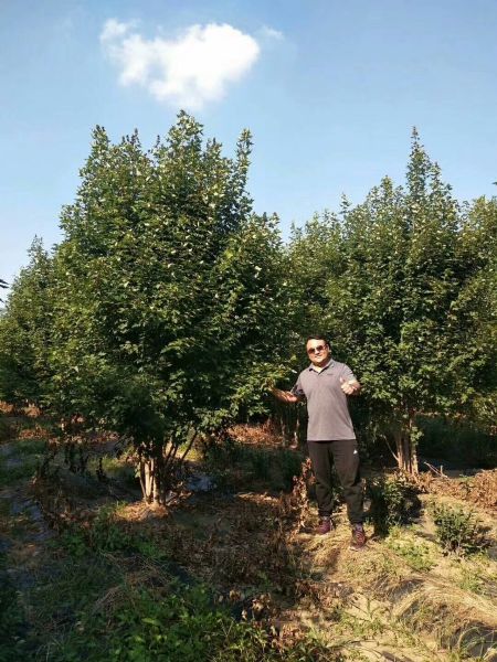 美国红枫家族中的 “ 劳斯莱斯 ” ---- 泰安 东枫 “ 丛生红点红枫