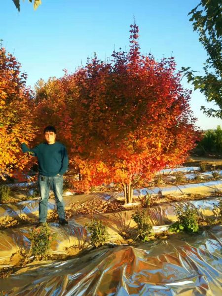 美国红枫家族中的 “ 劳斯莱斯 ” ---- 泰安 东枫 “ 丛生红点红枫