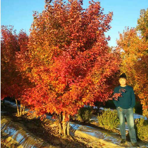 美国红枫家族中的 “ 劳斯莱斯 ”______泰安东枫“丛生美国红枫”