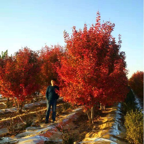 美国红枫家族中的 “ 劳斯莱斯 ”______泰安东枫“丛生美国红枫”