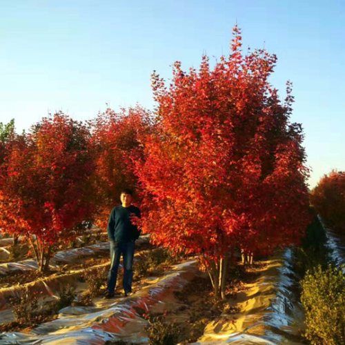 美国红枫家族中的 “ 劳斯莱斯 ”______泰安东枫“丛生美国红枫”